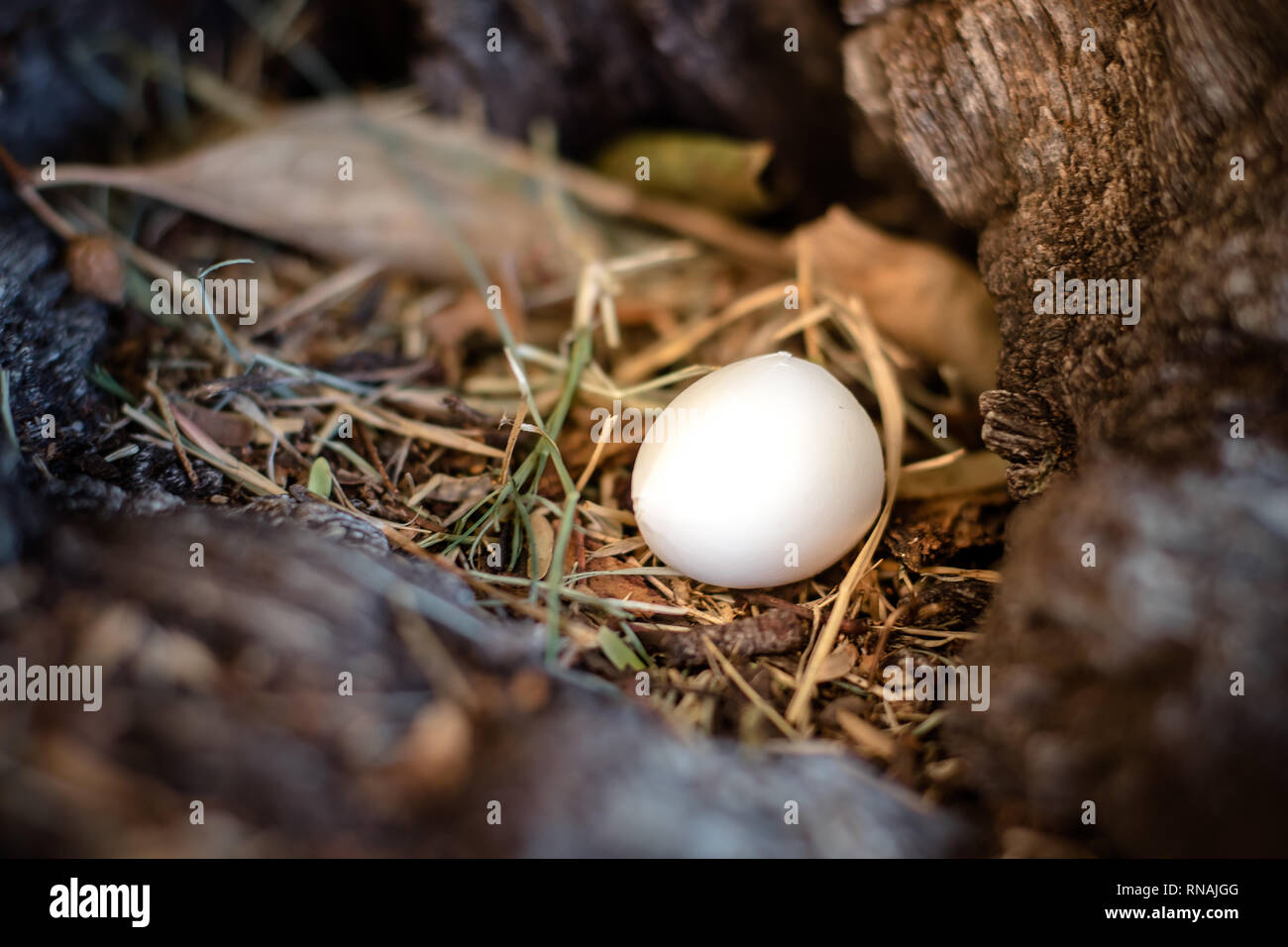 White egg dans Wild Bird's Nest en creux d'un arbre Banque D'Images