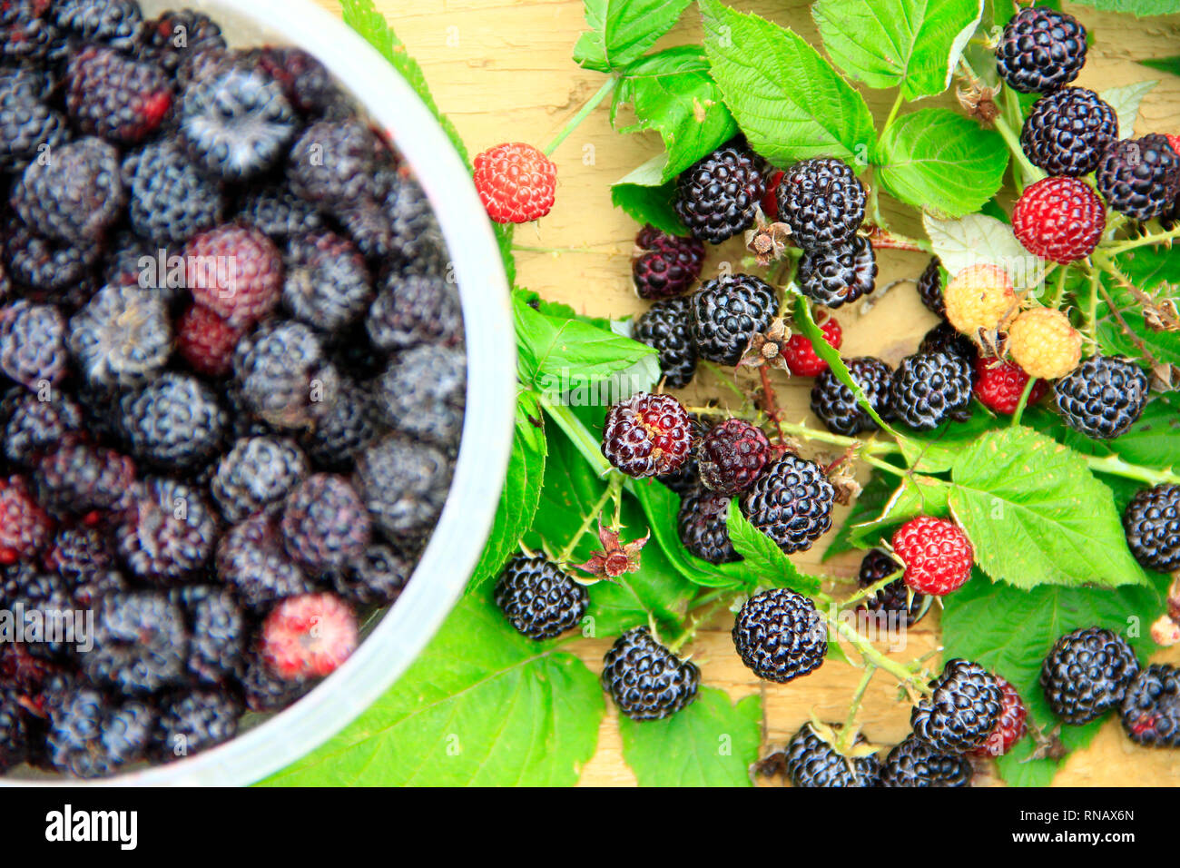 Récolte de framboises noires des baies. Rubus occidentalis mûres dans la benne. Seau plein de produits frais et sucré framboises noires. Close-up de framboise mûre. Harv Banque D'Images