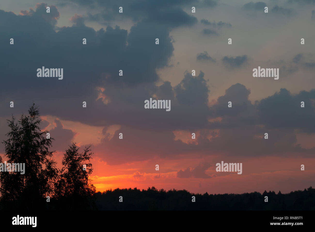 Ciel du soir au cours du coucher de soleil sur la forêt sombre silhouette. Coucher du soleil à cloudscape expressive incroyable lumière dans des tons lilas et rouge Banque D'Images