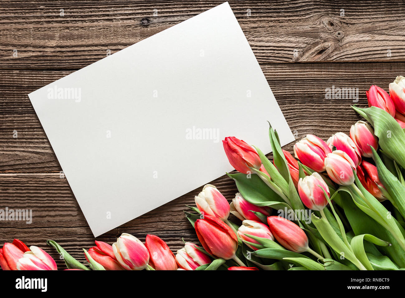 Printemps tulipe colorée. Arrière-plan avec la fête des Mères, fleurs et carte de souhaits avec espace pour le texte. Banque D'Images