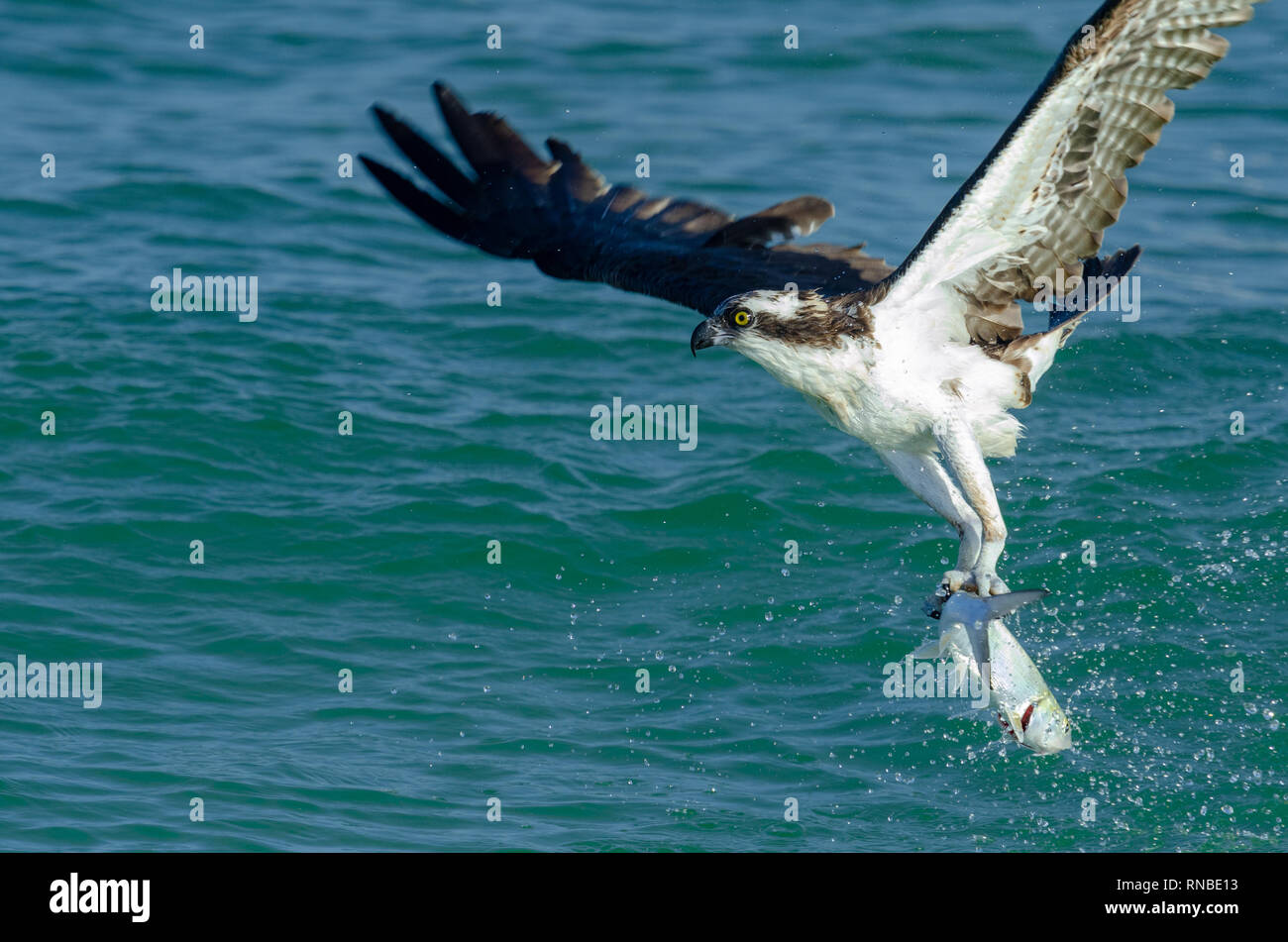 Osprey capture de poissons dans le golfe du Mexique (Naples, Floride) Banque D'Images