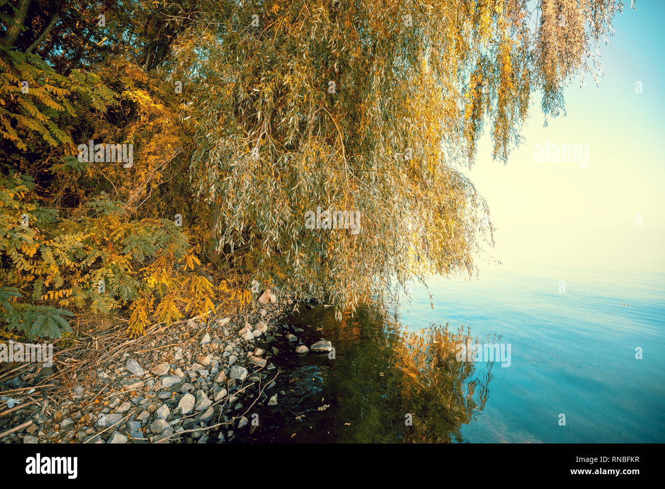 Belle côte à l'automne avec la réflexion de willow dans l'eau Banque D'Images