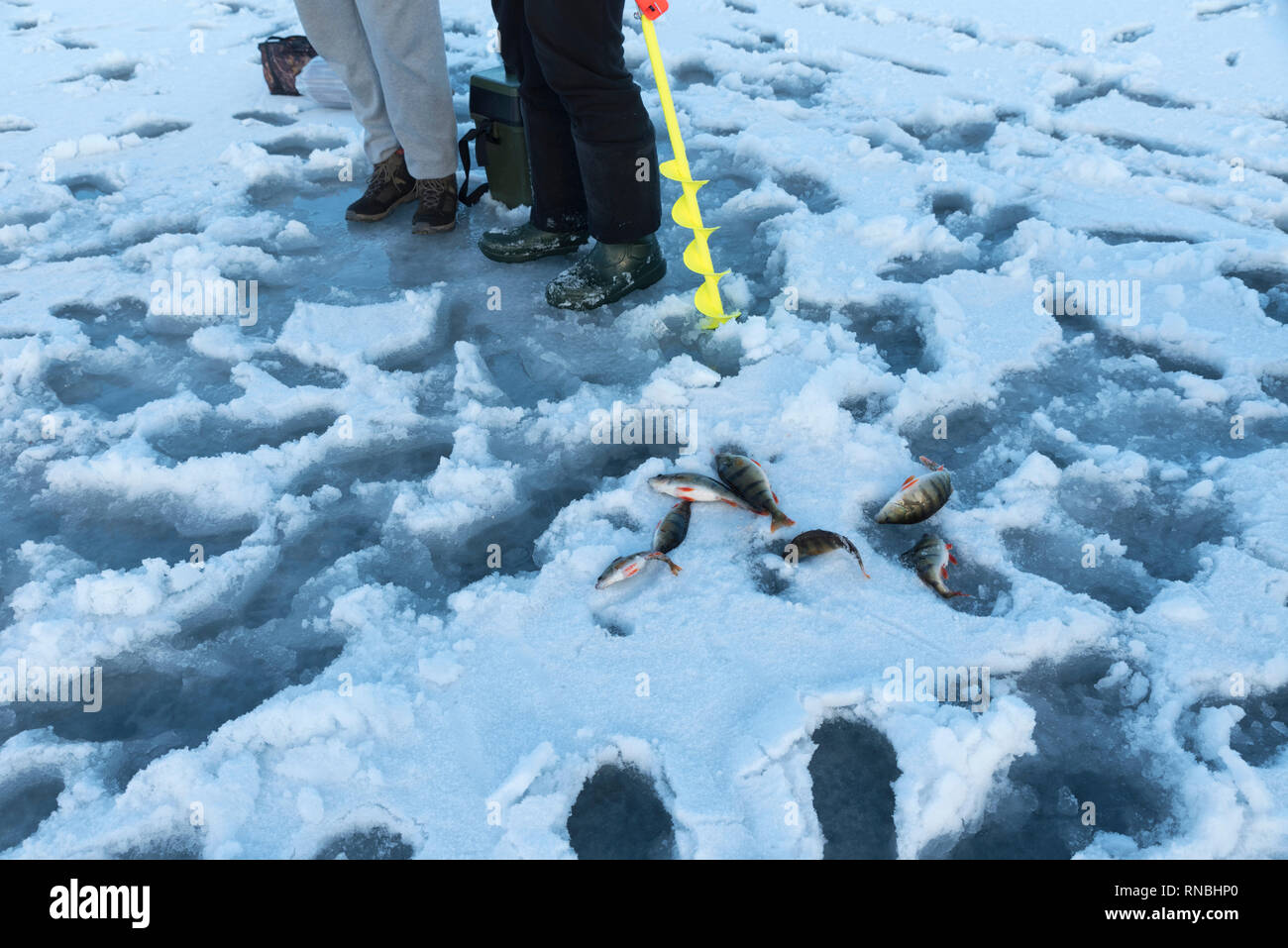 Les jambes de deux hommes et de glace de la vis et sept sur un perchoir de neige sur un lac gelé. La pêche sur glace. Selective focus Banque D'Images