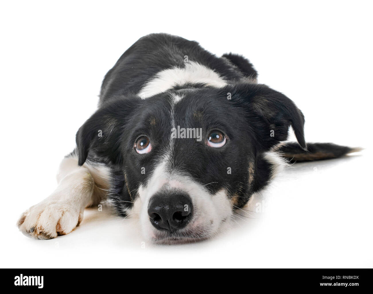 Border Collie in front of white background Banque D'Images