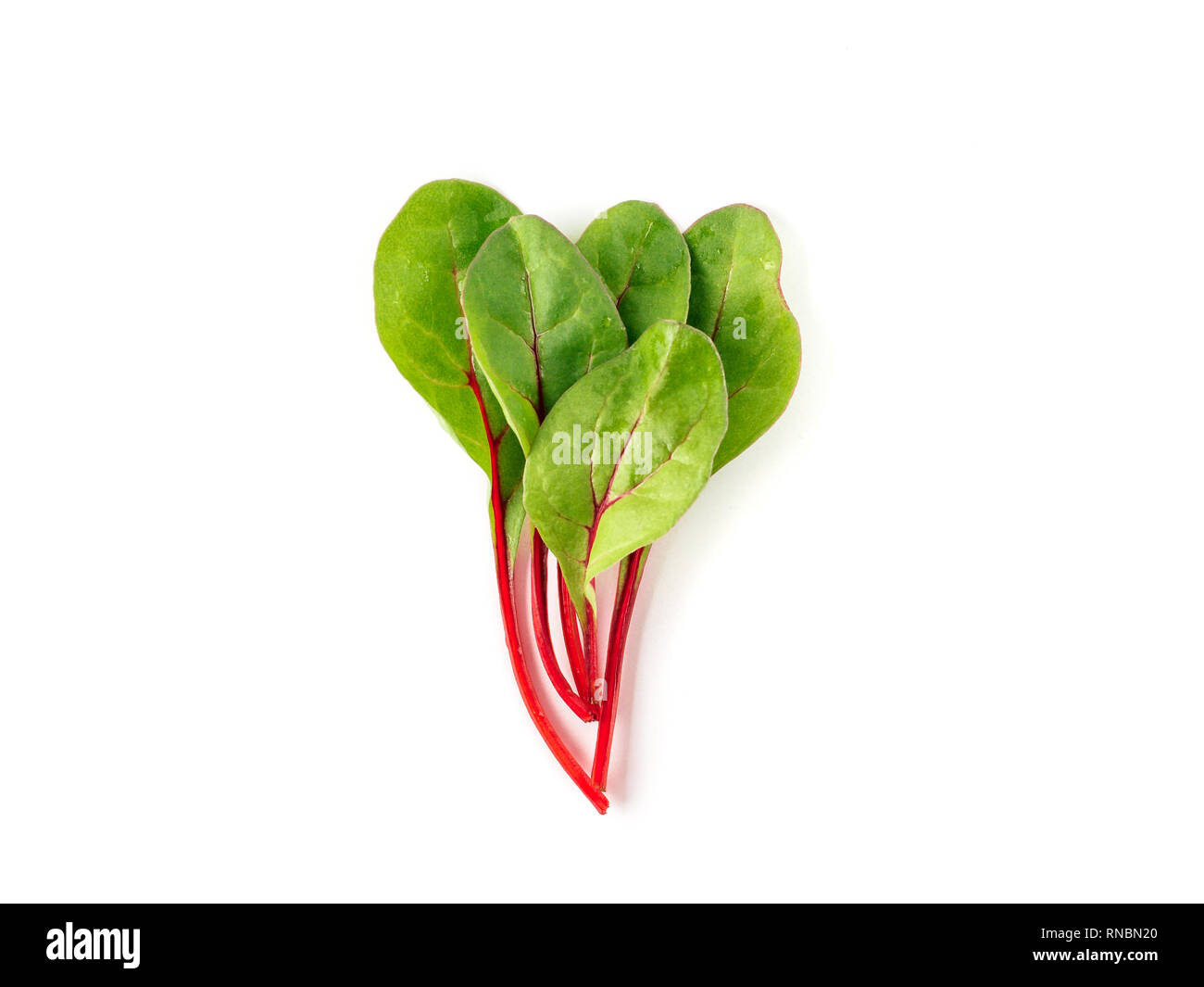 Tas De Feuilles De Bette A Carde Verte Fraiche Ou Mangold Salade Sur Fond Blanc Television Laics Ou Vue De Dessus Des Feuilles De Betterave Bebe Isole Sur Fond Blanc Avec Chemin