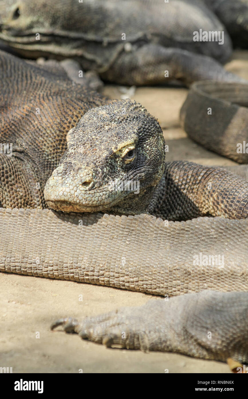 Les Dragons de Komodo, un bain de soleil dans l'après-midi à Rinca Island, Indonésie. Banque D'Images