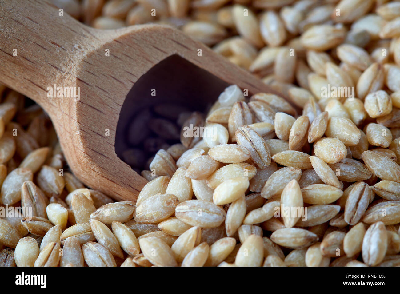 Matières grain d'orge (Hordeum vulgare) dans scoop en bois Banque D'Images