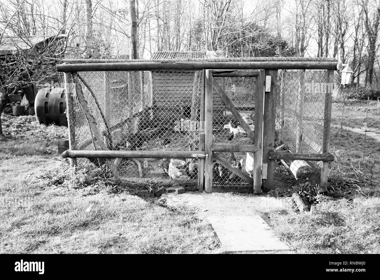 Chicken run film Banque d'images noir et blanc Alamy