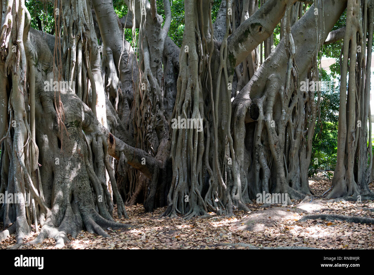 Figuier Banyan, jardins botaniques, Brisbane, Australie Banque D'Images