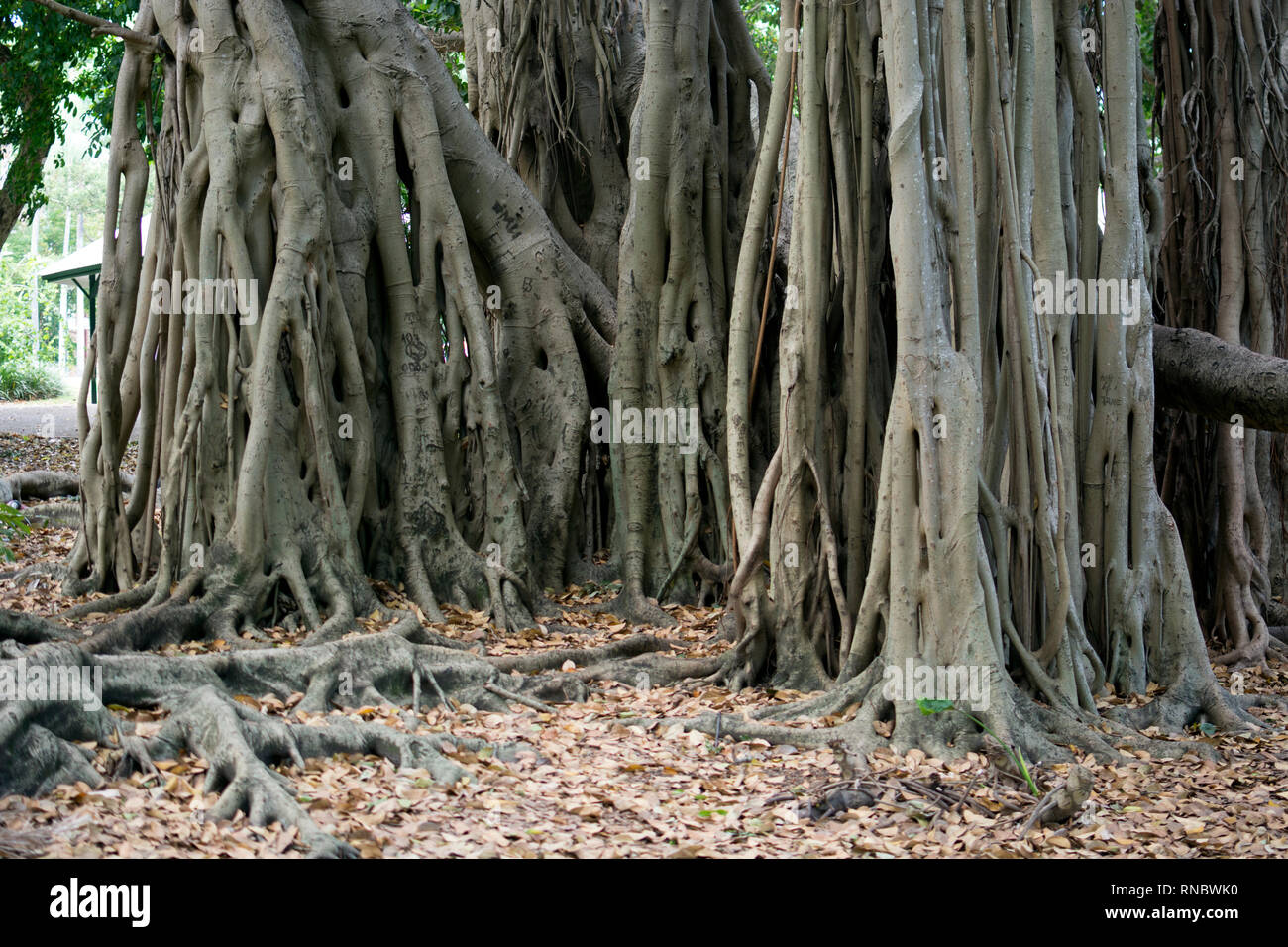 Figuier Banyan, jardins botaniques, Brisbane, Australie Banque D'Images