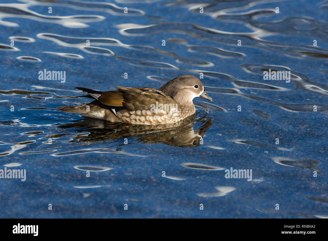 Piscine naturelle femme Canard mandarin (Aix galericulata) dans l'eau mise en miroir Banque D'Images