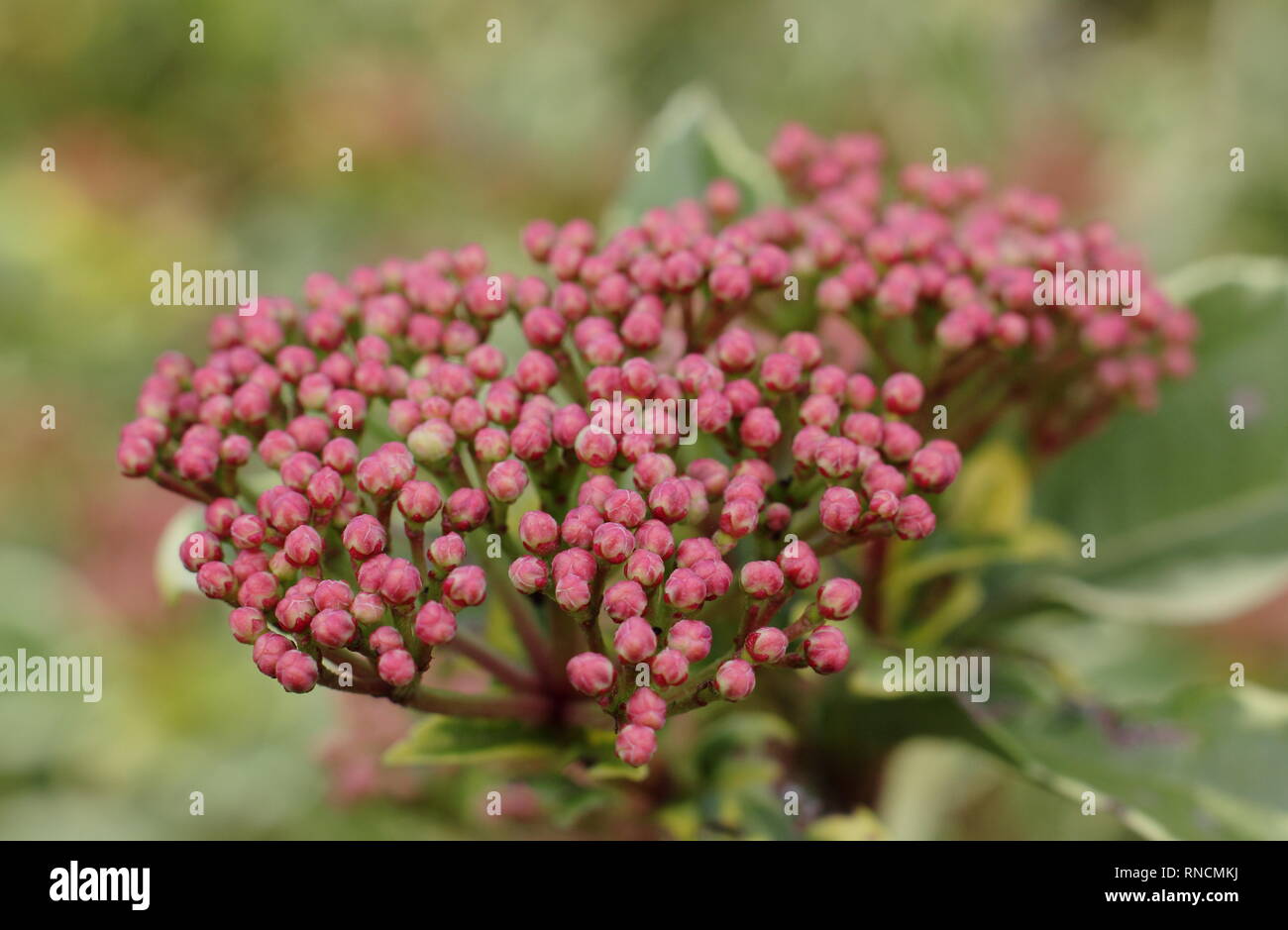 Viburnum tinus 'Variegatum'. Les fleurs de cette variété d'hiver, appelé aussi laurustinus panachées.- Décembre, UK Banque D'Images