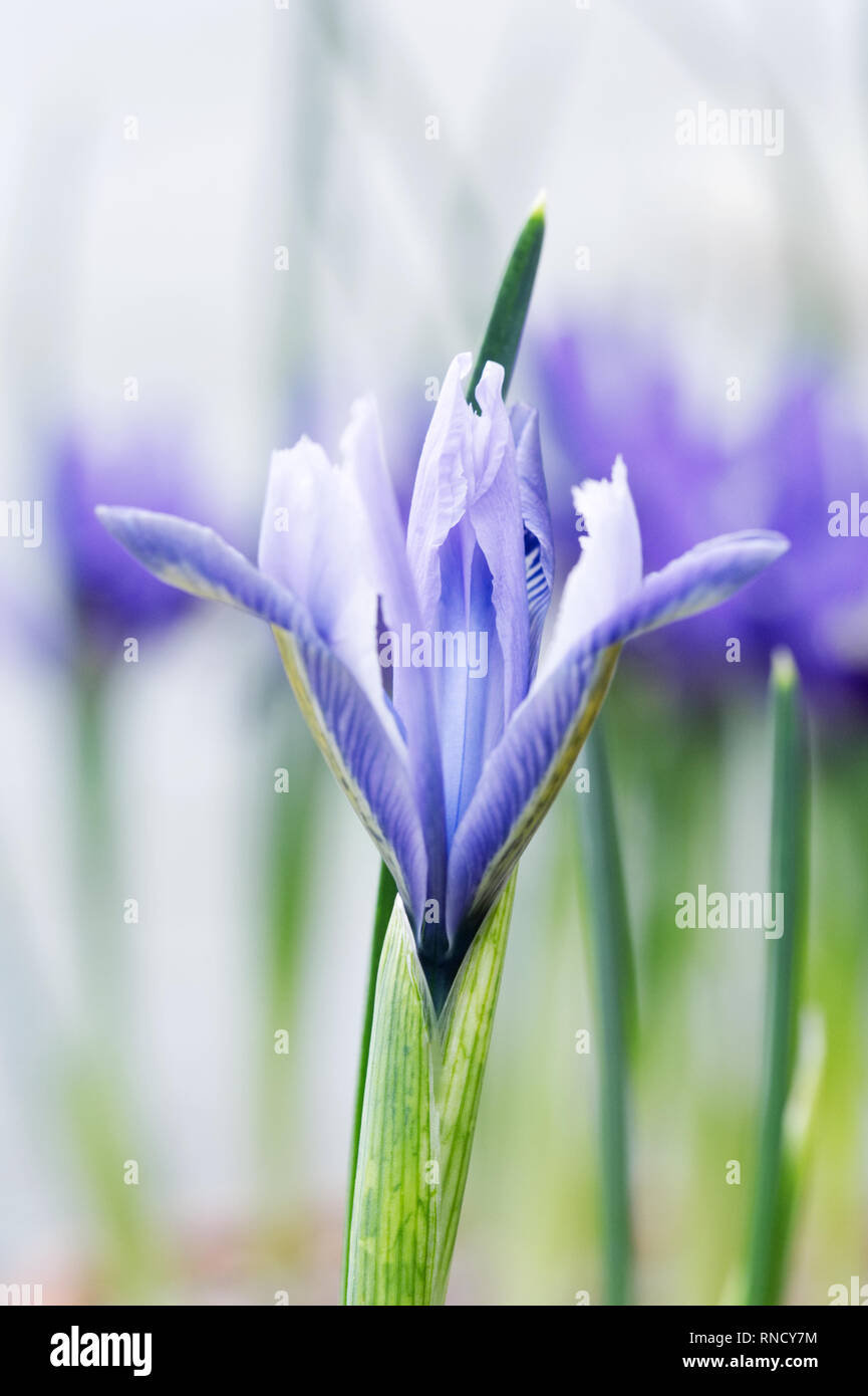 Iris reticulata 'Alida' fleurit à la fin de l'hiver contre un mur blanc. Banque D'Images