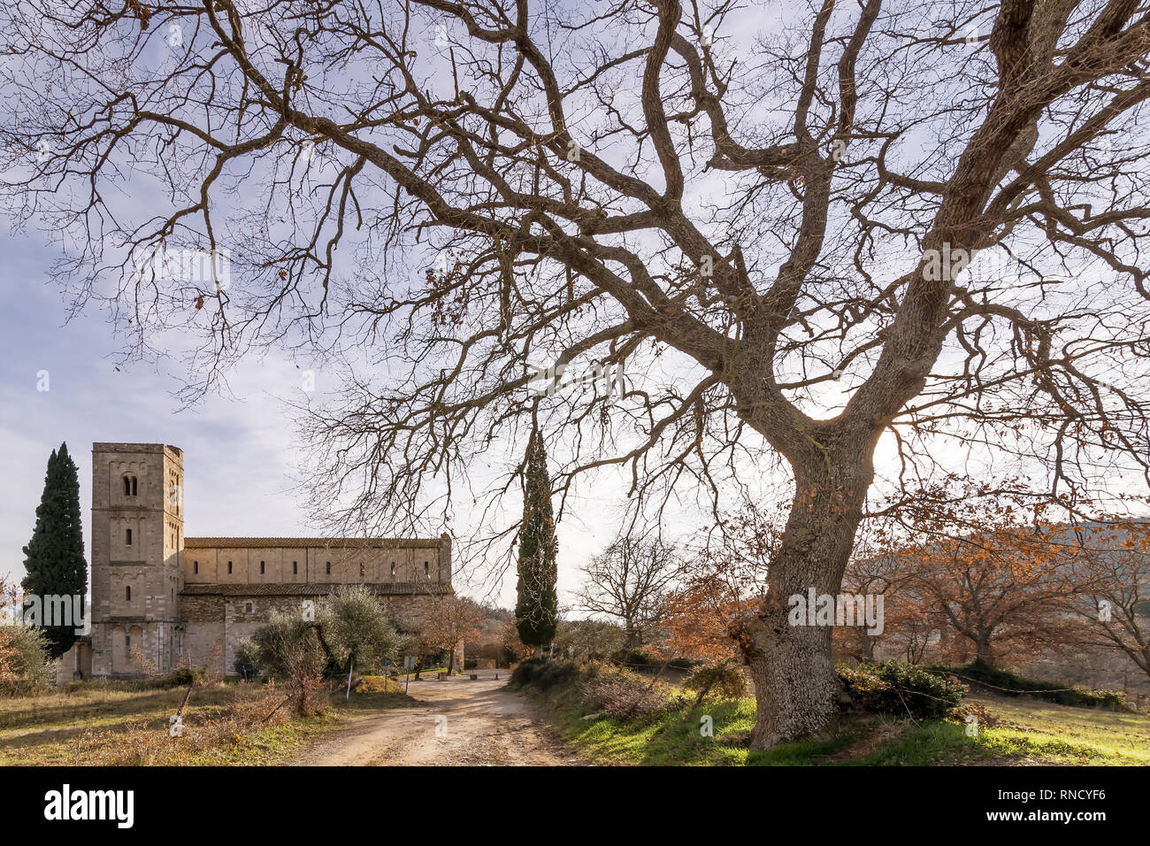 Bel arbre près de l'abbaye de Sant'Antimo, Montalcino, Sienne, Toscane, Italie Banque D'Images