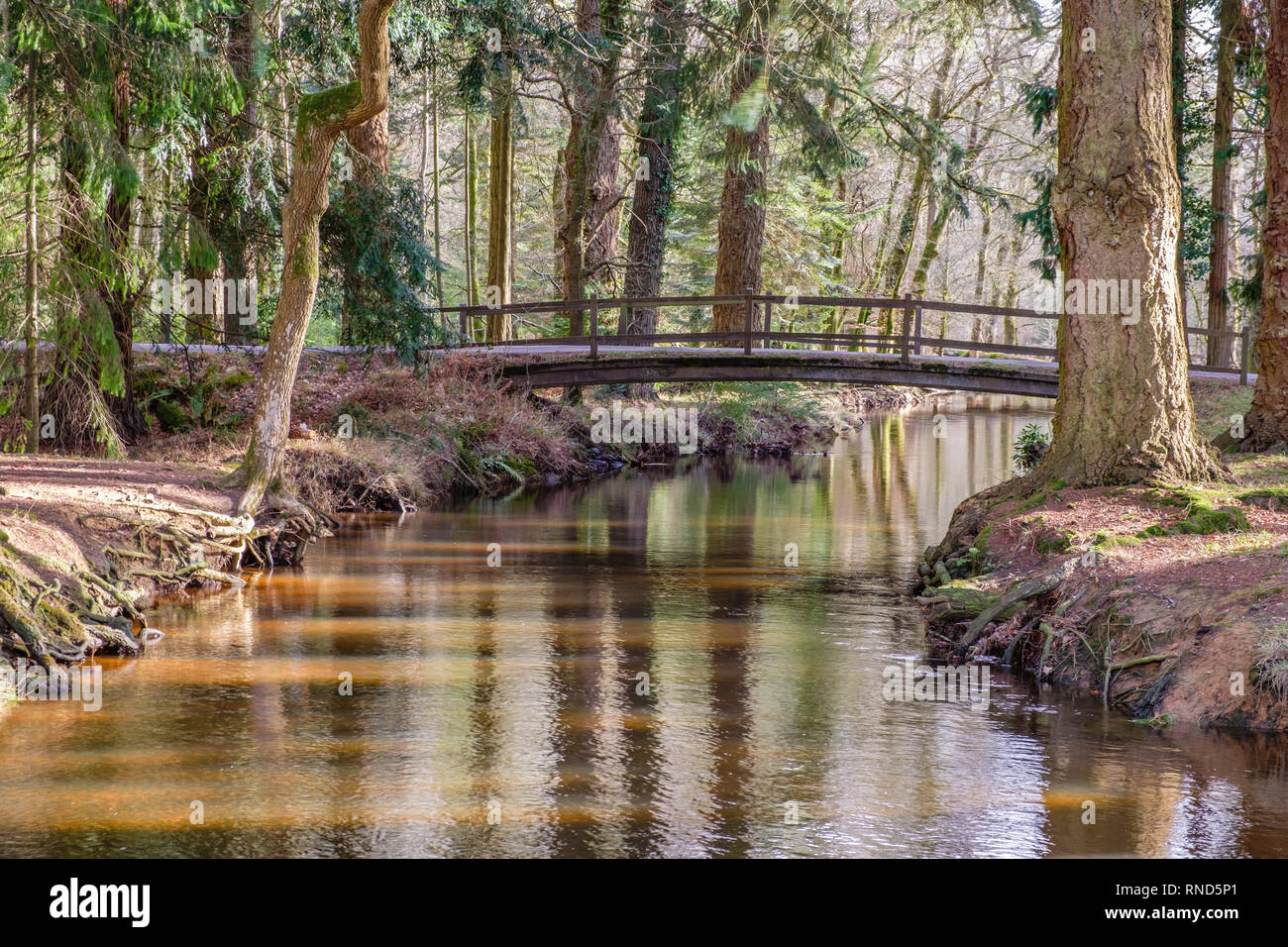 New Forest, Blackwater Bridge, Rhinefield Ornamental Drive, Brockenhurst, Royaume-Uni. Banque D'Images