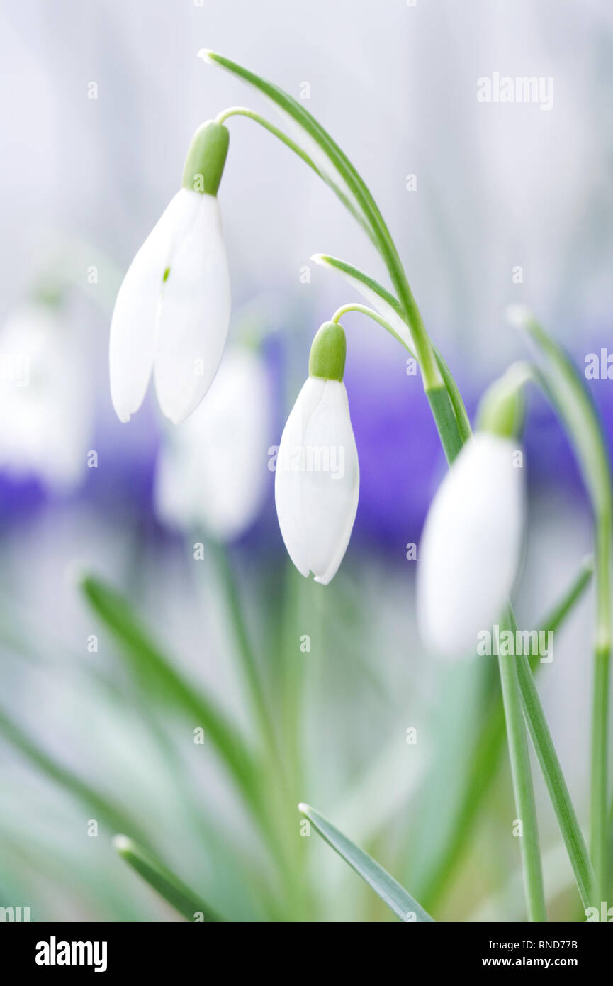 Galanthus nivalis. Snowdrop fleurs. Banque D'Images