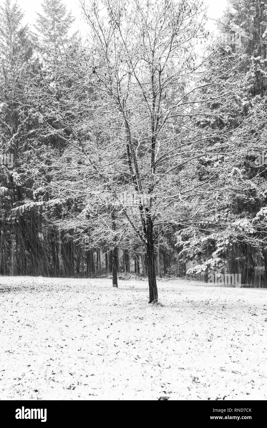 Scène de neige avec un seul arbre à l'avant-plan, tourné en noir et blanc Banque D'Images