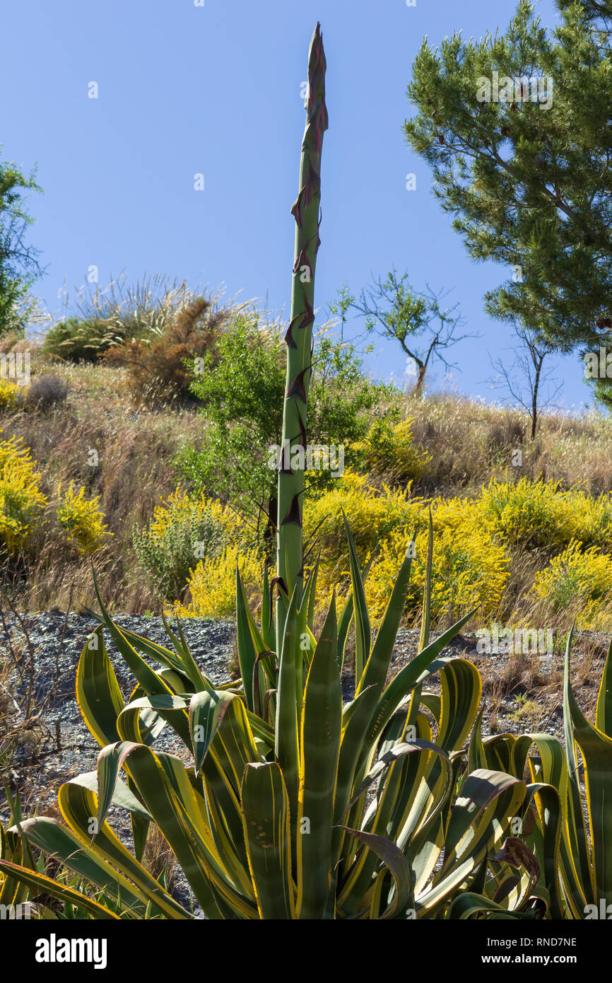 Agave americana, Variegated sauvages century plant, Andalousie Espagne Banque D'Images