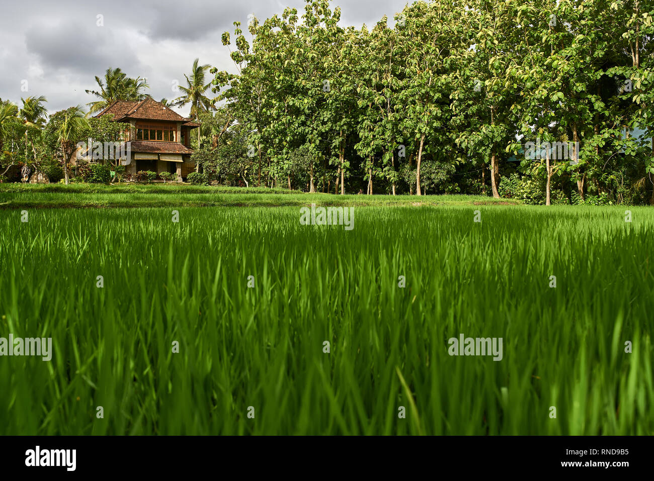 Paysage tropical avec des pousses de riz à Ubud à Bali Banque D'Images