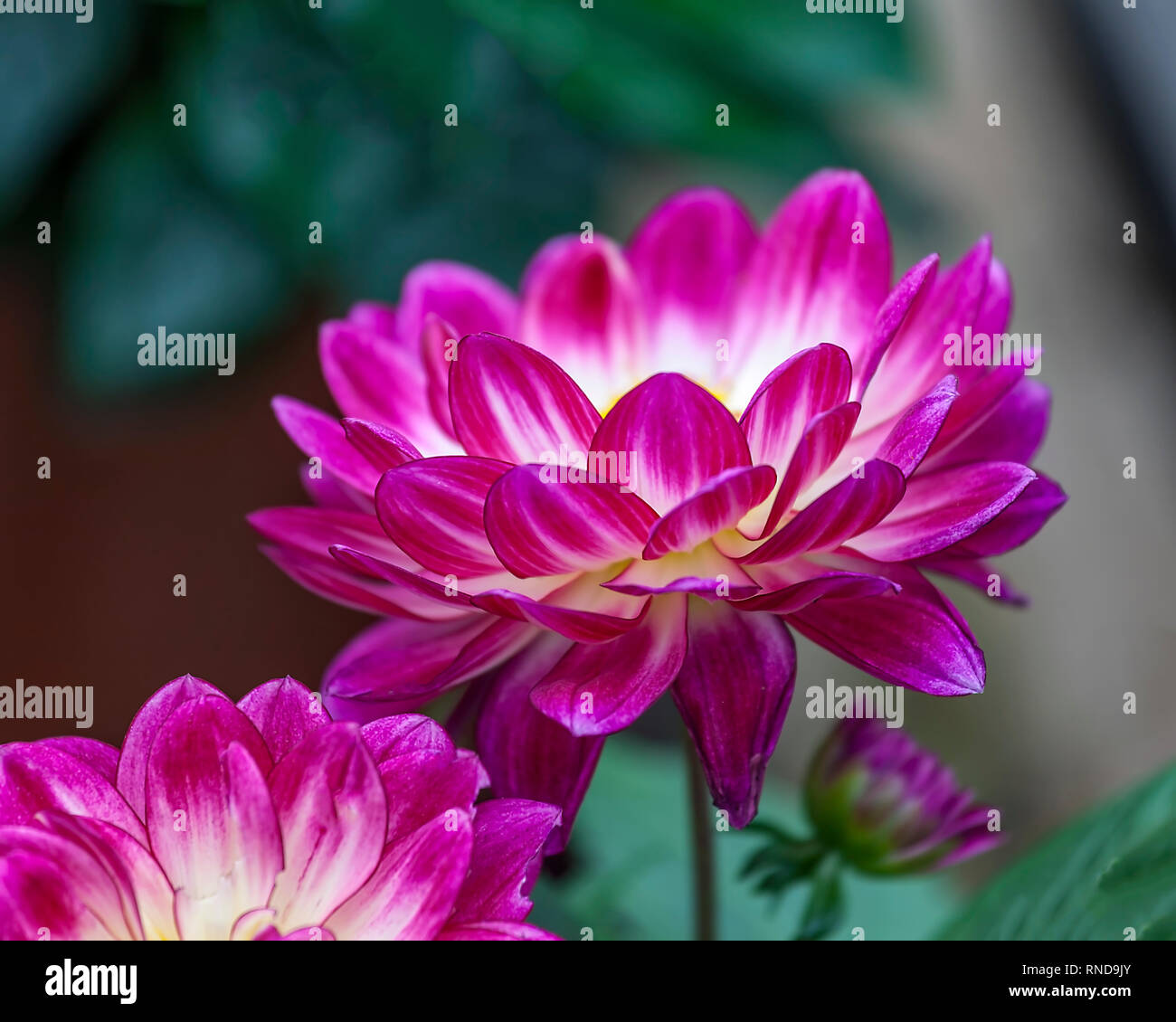Tête de fleurs roses. Image isolée. Banque D'Images