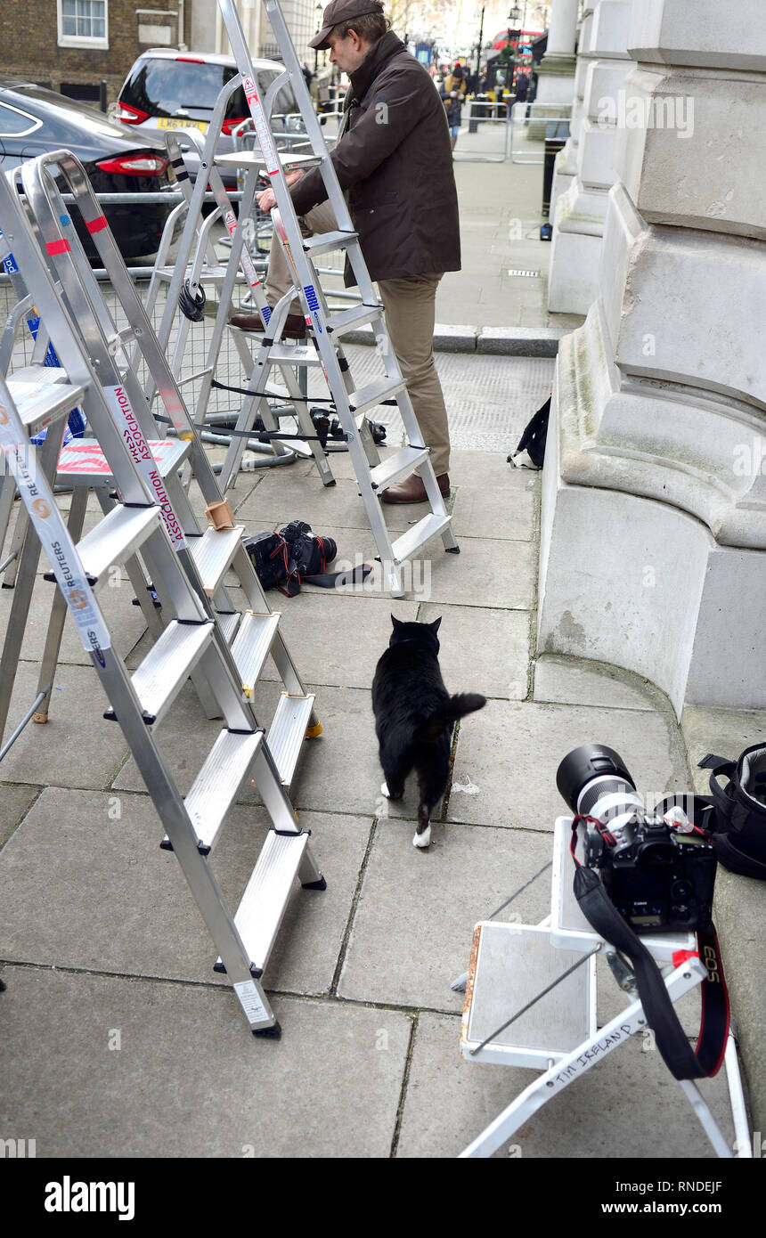 Palmerston - chef Mouser au Foreign Office - parmi les photographes et les escabeaux à Downing Street, Westminster, Feb 2019 Banque D'Images