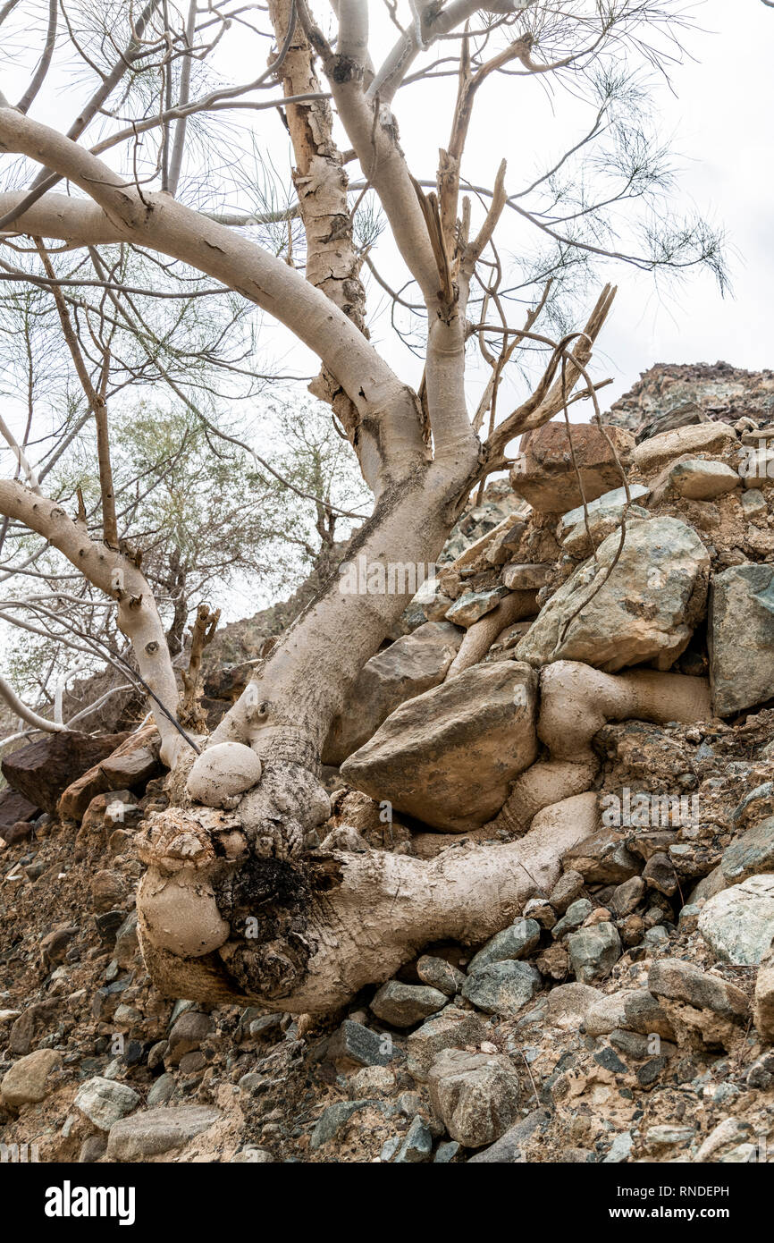 Un arbre avec des racines en croissance et s'adapter au terrain, ici dans un petit canyon entre les rochers Banque D'Images