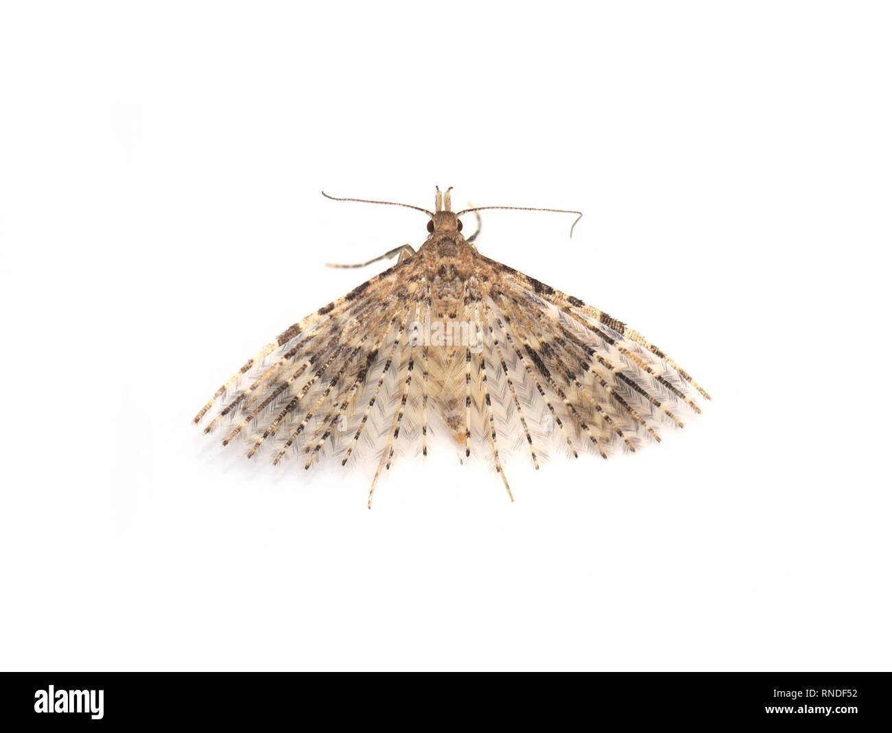 La vingt-Alucita hexadactyla plume moth sur fond blanc Banque D'Images
