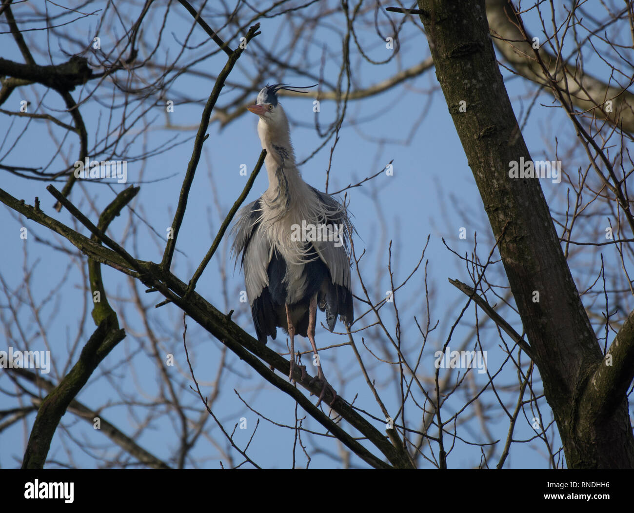 Héron cendré Ardea cinerea, en arbre, le parc Stanley, Blackpool, Royaume-Uni Banque D'Images