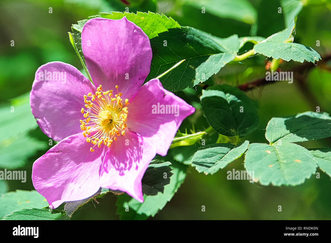 Vue macro d'une rose sauvage avec des feuilles d'arrière-plan Banque D'Images