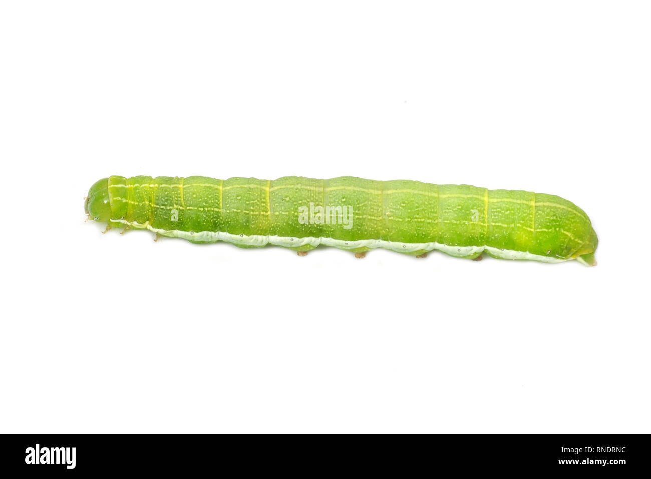 Chenille verte et blanche de l'espèce caractère hébreu Orthosia gothica sur fond blanc Banque D'Images