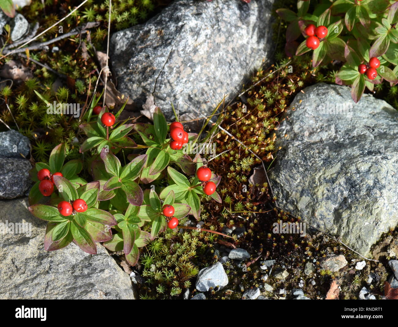 Fruits rouges sur un nain cornel plant Cornus suecica Banque D'Images