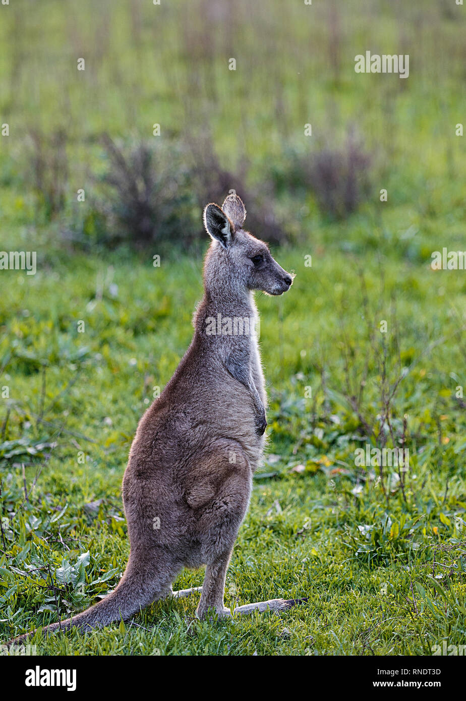 Le Kangourou Australie Photo Stock Alamy