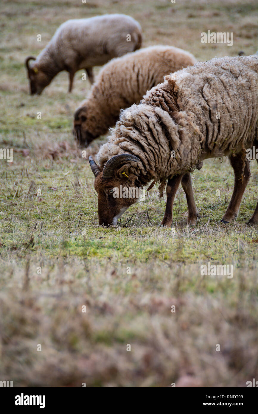 Race de moutons paissant sur les herbages Banque D'Images