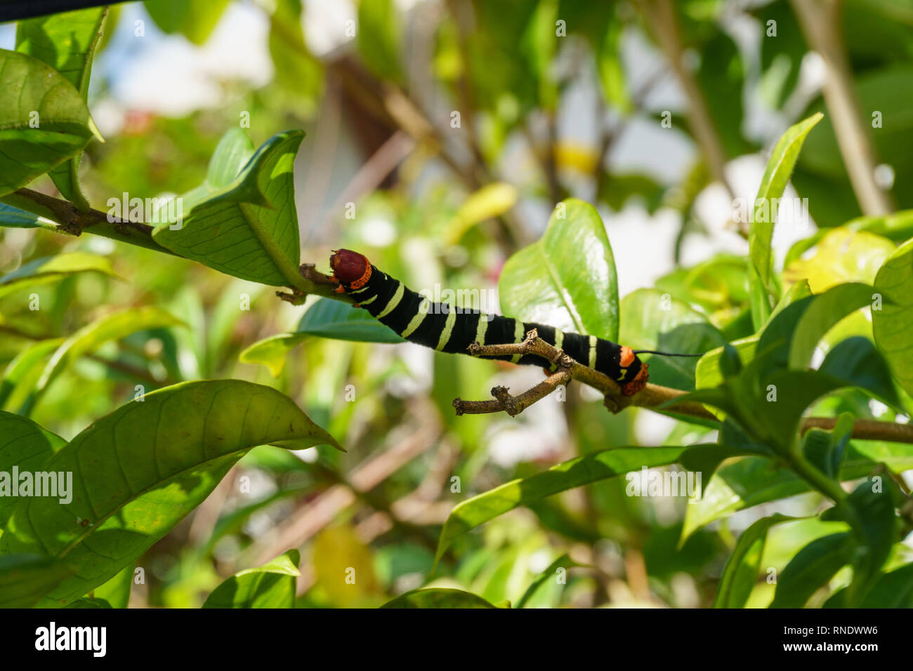 Caterpillar Sphinx Martinique Banque D'Images