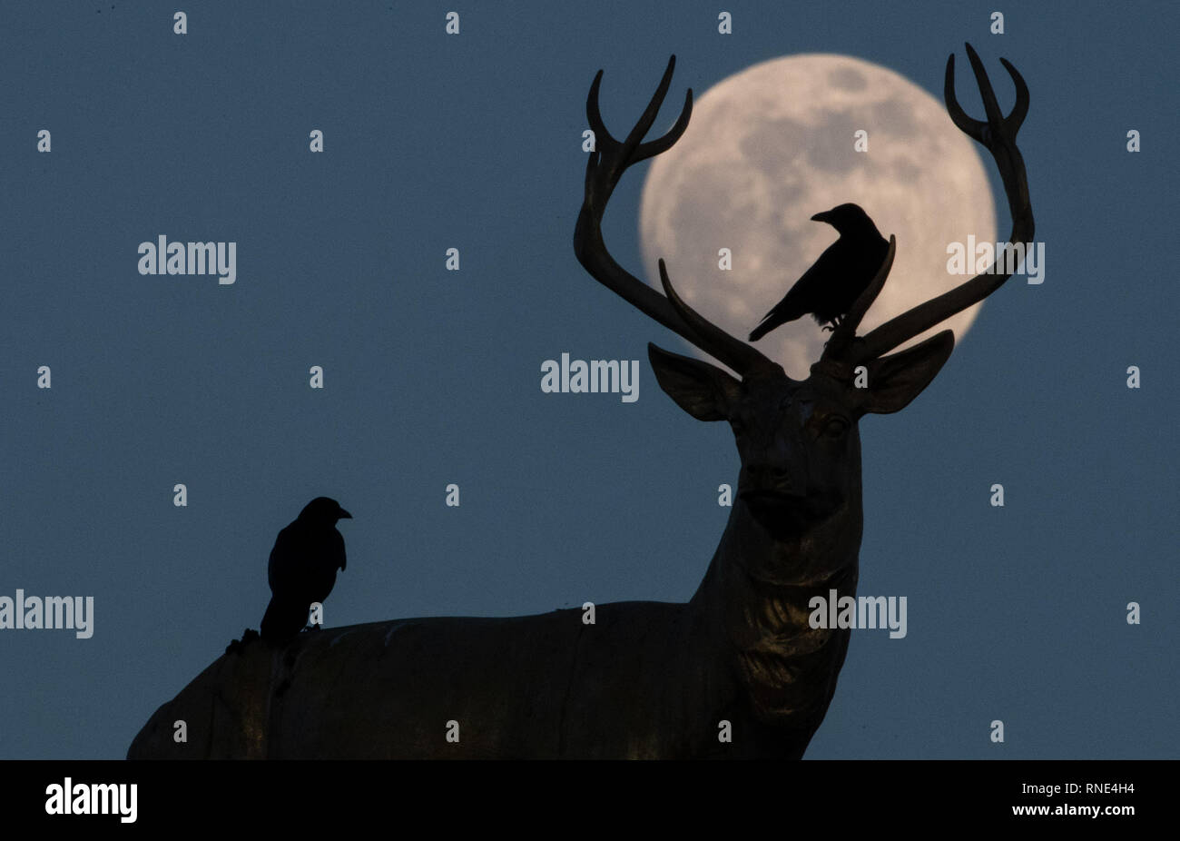 Stuttgart, Allemagne. Feb 18, 2019. Les corneilles s'asseoir sur le cerf d'or du sculpteur Ludwig Habich sur le toit de l'édifice de l'art à la Schloßplatz en face de la presque pleine lune. Crédit : Sébastien Gollnow/dpa/Alamy Live News Banque D'Images