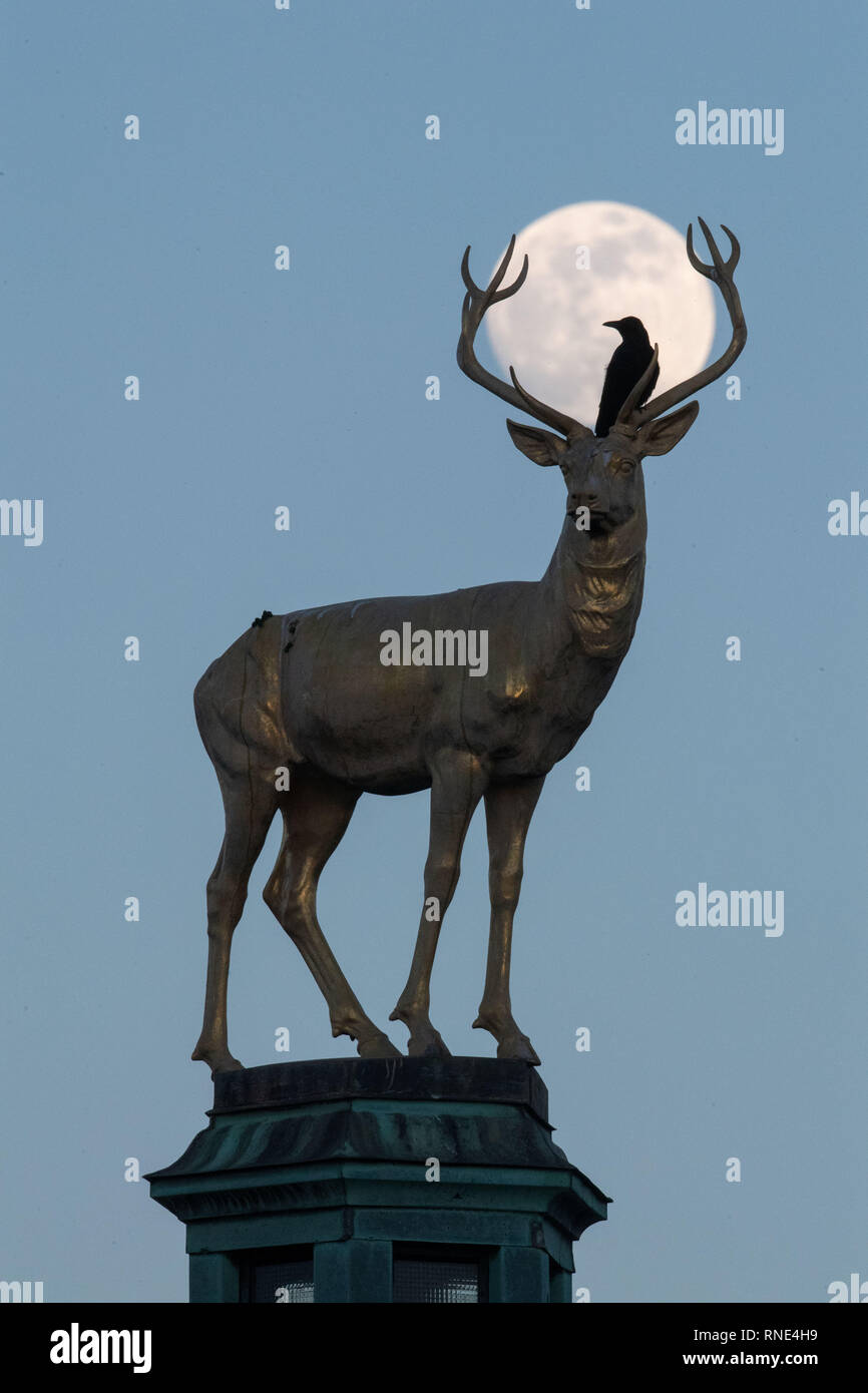 Stuttgart, Allemagne. Feb 18, 2019. Un corbeau se trouve sur le golden stag du sculpteur Ludwig Habich sur le toit de l'édifice de l'art à la Schloßplatz en face de la presque pleine lune. Crédit : Sébastien Gollnow/dpa/Alamy Live News Banque D'Images