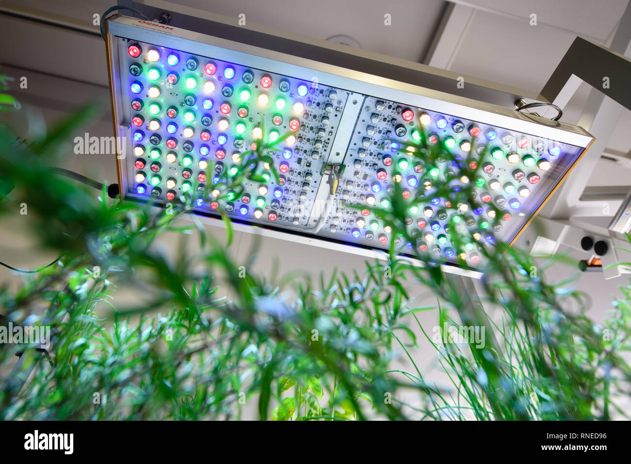 11 février 2019, Bavaria, Munich : une lampe à LED smart lumière végétale peut être vu au-dessus d'une plante dans un magasin d'exposition à l'administration centrale de Osram. La technologie d'éclairage, ce qui peut générer d'onde optimisée pour le développement des plantes, peuvent être utilisés, par exemple, dans des fermes verticales et les serres. Photo : Matthias Balk/dpa Banque D'Images
