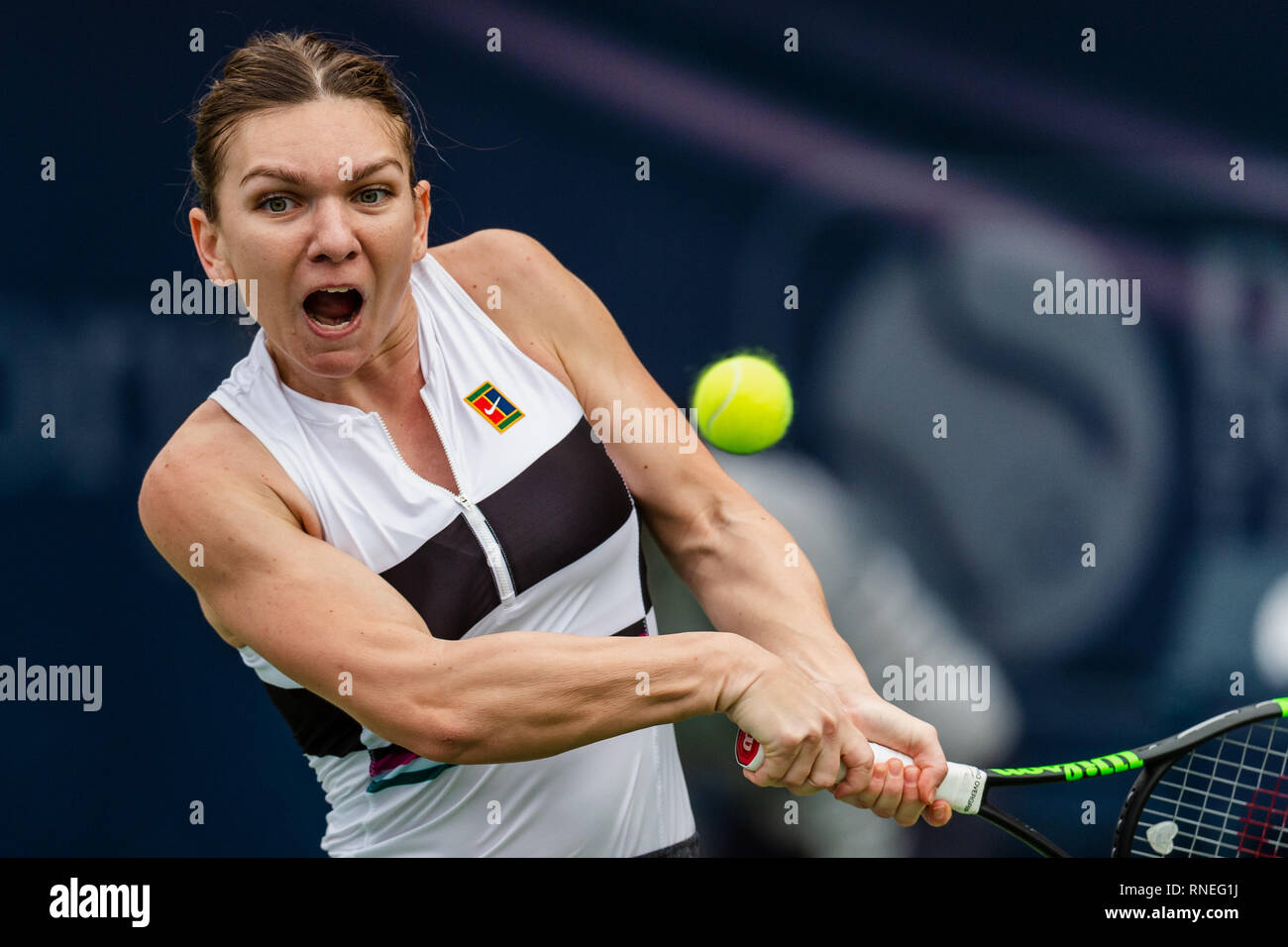 Dubaï, Émirats arabes unis. Feb 19, 2019. De la Roumanie : Simona en action dans le deuxième tour contre Eugenie Bouchard du Canada pendant le Dubai Duty Free Tennis championnat au stade de tennis international de Dubaï, DUBAÏ, ÉMIRATS ARABES UNIS Le 19 février 2019. Photo de Grant l'hiver. Credit : UK Sports Photos Ltd/Alamy Live News Banque D'Images