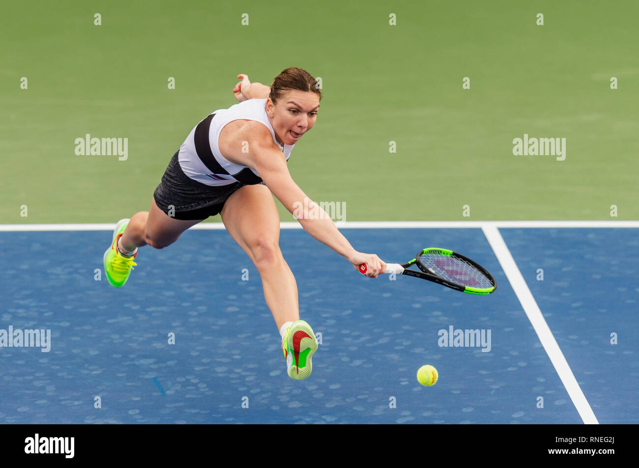 Dubaï, Émirats arabes unis. Feb 19, 2019. De : Simona Roumanie s'étend sur la balle dans le deuxième tour contre Eugenie Bouchard du Canada pendant le Dubai Duty Free Tennis championnat au stade de tennis international de Dubaï, DUBAÏ, ÉMIRATS ARABES UNIS Le 19 février 2019. Photo de Grant l'hiver. Credit : UK Sports Photos Ltd/Alamy Live News Banque D'Images