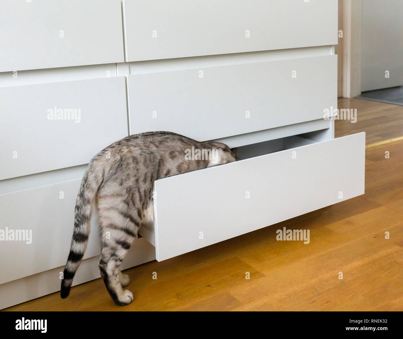 Les jeunes curieux chat Bengal mâle essayant d'obtenir dans de poitrine de tiroirs Banque D'Images