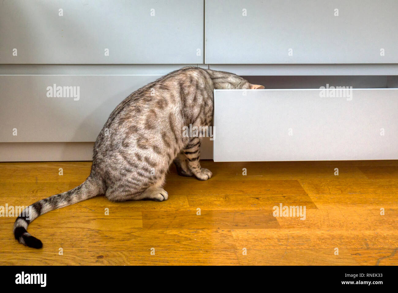 Les jeunes curieux chat Bengal mâle essayant d'obtenir dans de poitrine de tiroirs Banque D'Images