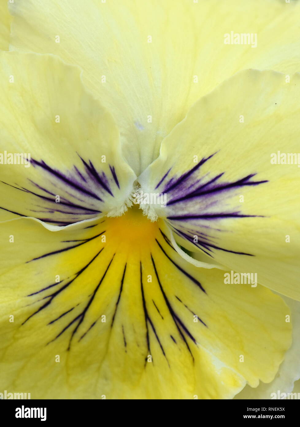Gros plan sur pansy flower jaune unique Banque D'Images