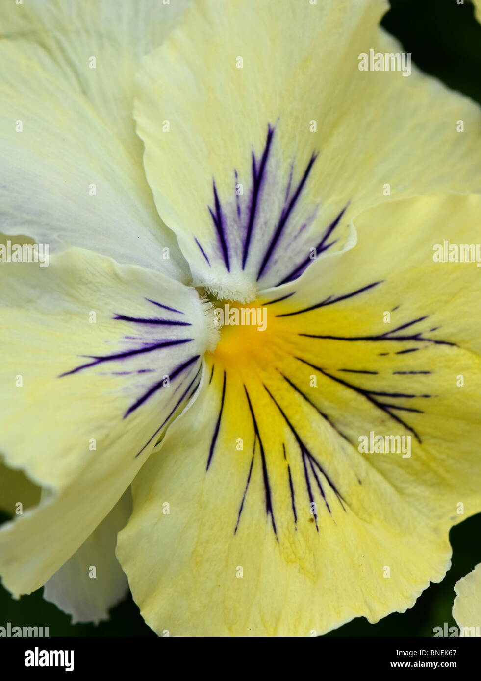 Gros plan sur pansy flower jaune unique Banque D'Images