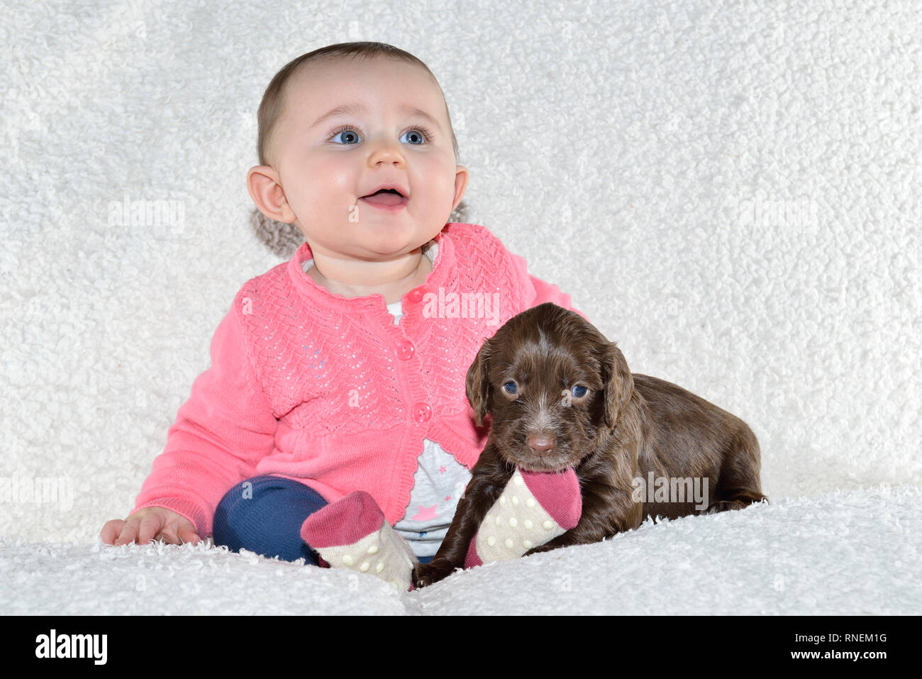 7 mois bébé fille avec de jeunes sprocker spaniel puppy dog Banque D'Images