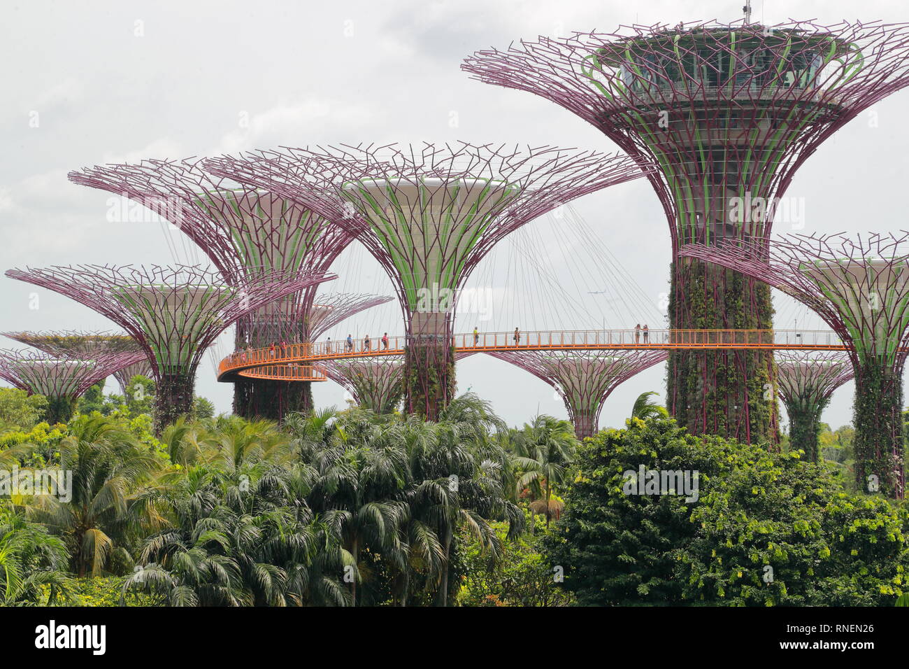 Supertree Grove à Gardens by the Bay, Singapour Banque D'Images