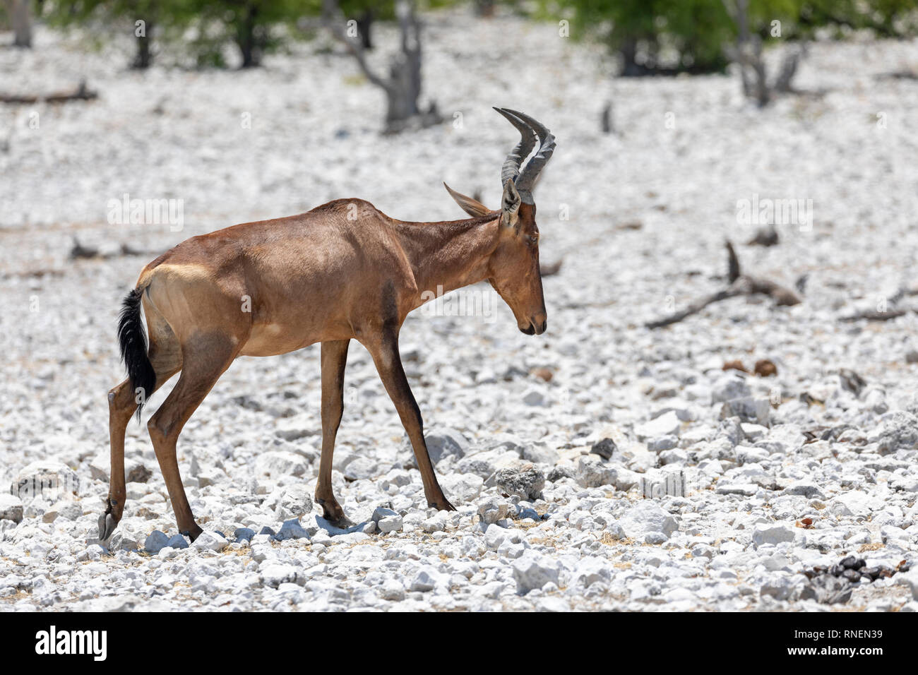 (Alcelaphus buselaphus bubale rouge caama) Banque D'Images