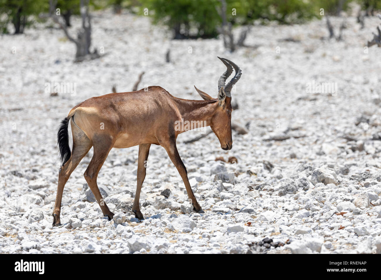 (Alcelaphus buselaphus bubale rouge caama) Banque D'Images