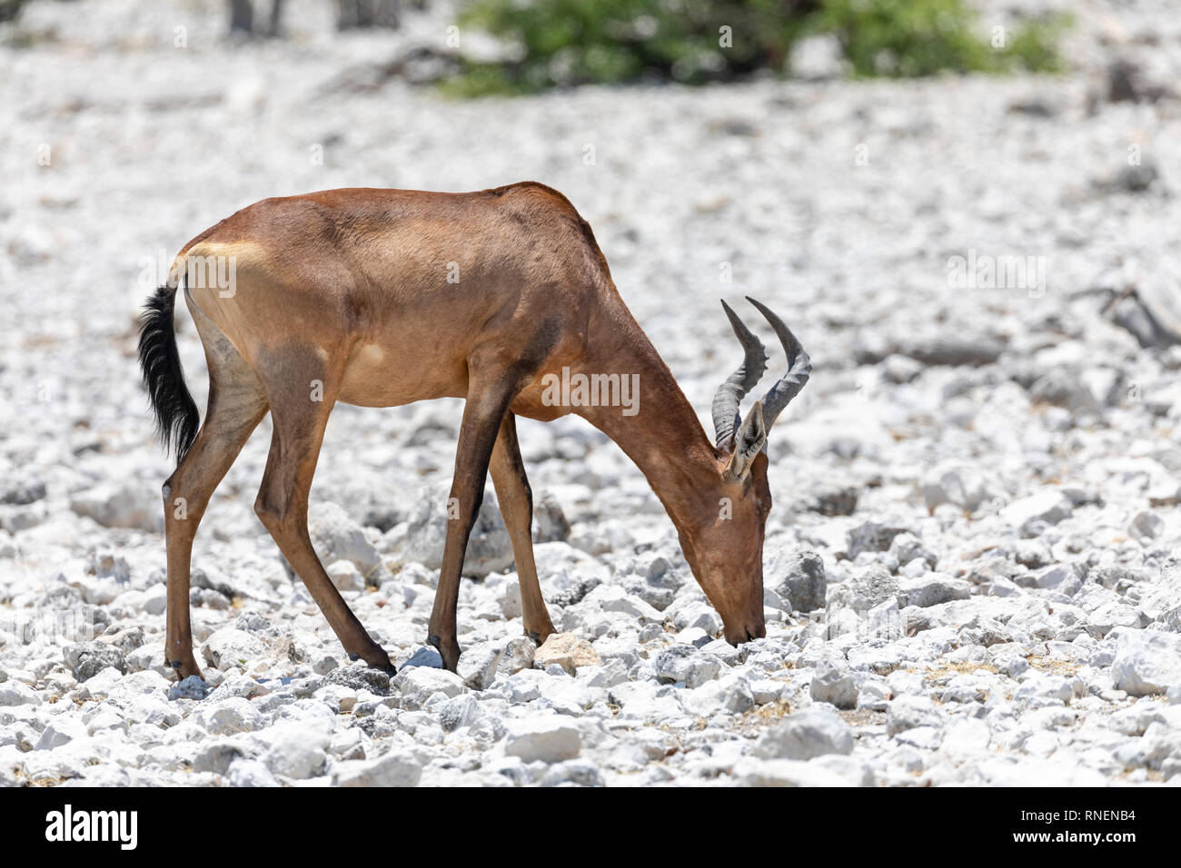 (Alcelaphus buselaphus bubale rouge caama) Banque D'Images
