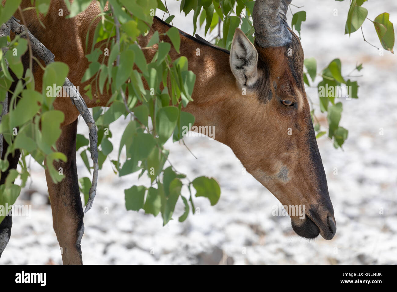 (Alcelaphus buselaphus bubale rouge caama) Banque D'Images