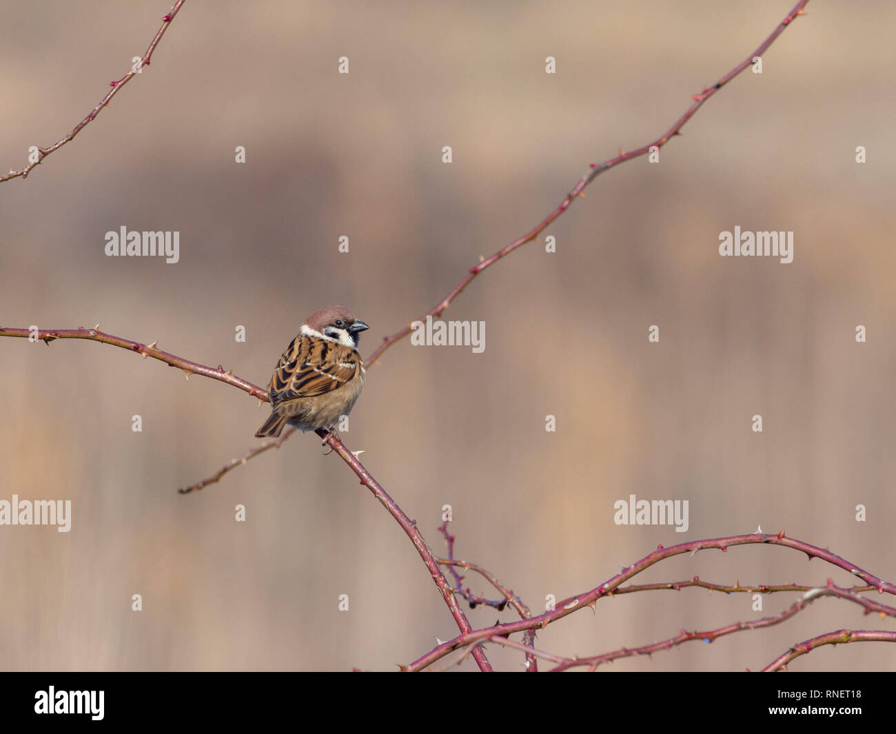Canard souchet (passer montanus) perché sur une branche de roses sauvages près de Danube, Slovaquie Banque D'Images